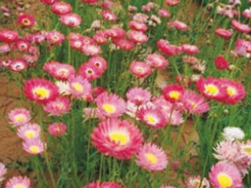 永生菊 永生菊