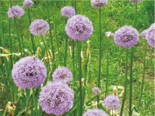花蔥